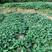 长寿之乡铜鼓县特产(红薯丝干)又叫地瓜丝干，纯有机肥种植