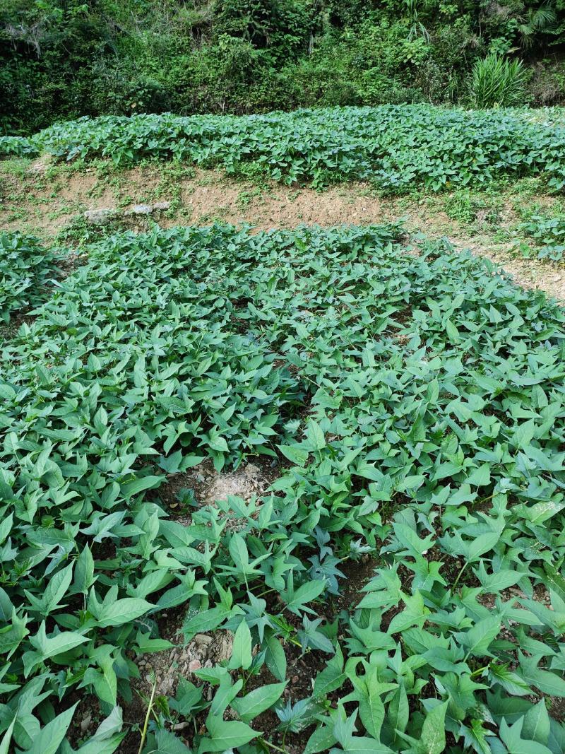长寿之乡铜鼓县特产(红薯丝干)又叫地瓜丝干，纯有机肥种植