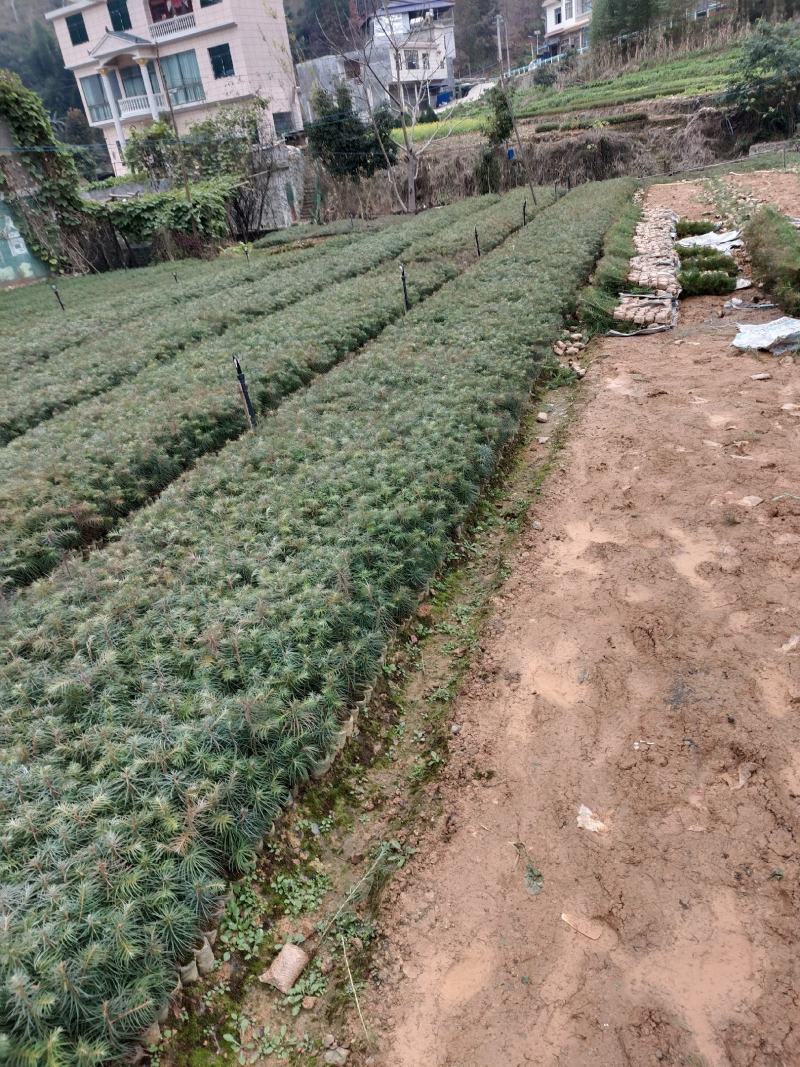 树苗批发，杉树苗，松树苗，湿地松苗。