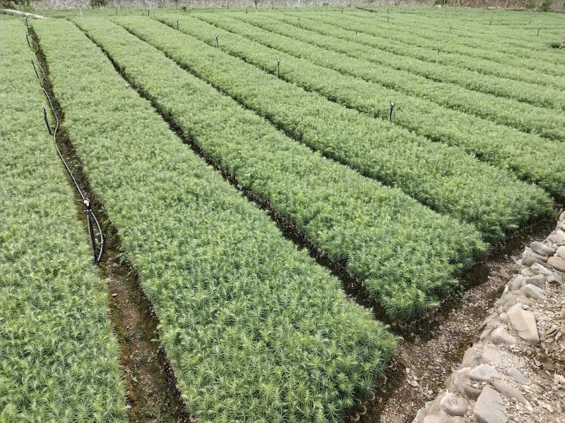 树苗批发，杉树苗，松树苗，湿地松苗。