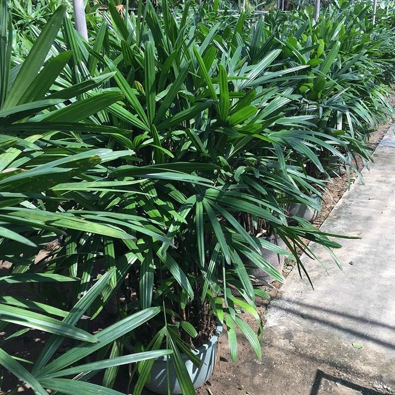 细叶棕竹小叶棕竹耐热耐寒四季常青绿植净化空气盆栽