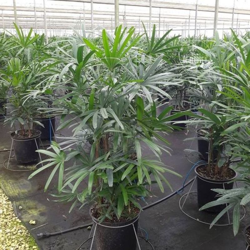 细叶棕竹小叶棕竹耐热耐寒四季常青绿植净化空气盆栽