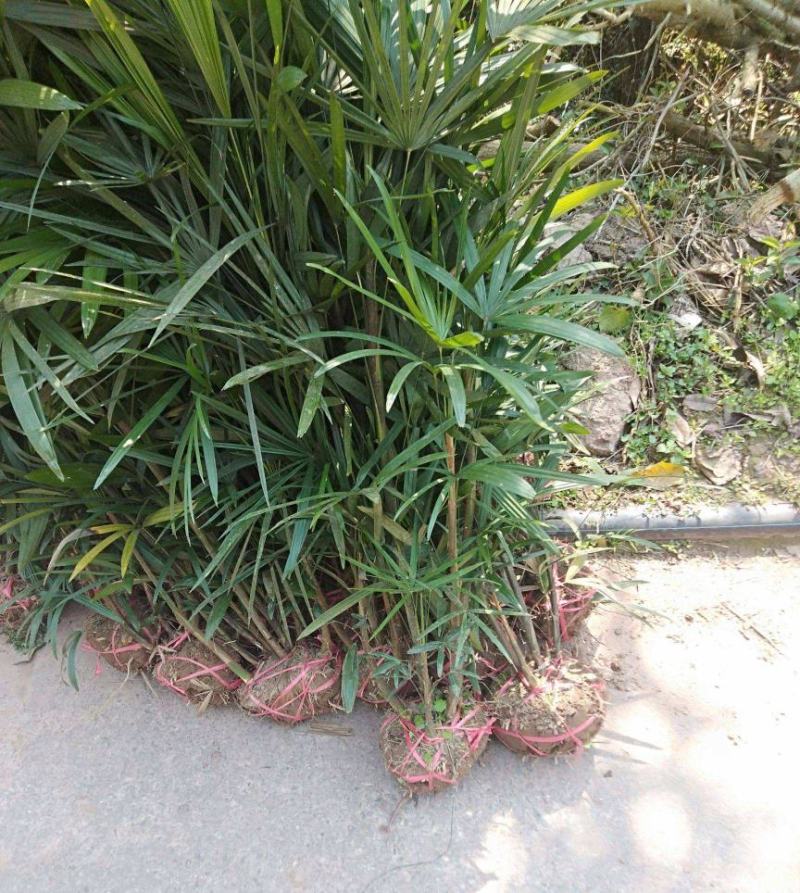 细叶棕竹小叶棕竹耐热耐寒四季常青绿植净化空气盆栽
