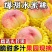 《优选》陕西蜜桃大红毛桃一手货源大量有货抓紧时间订购