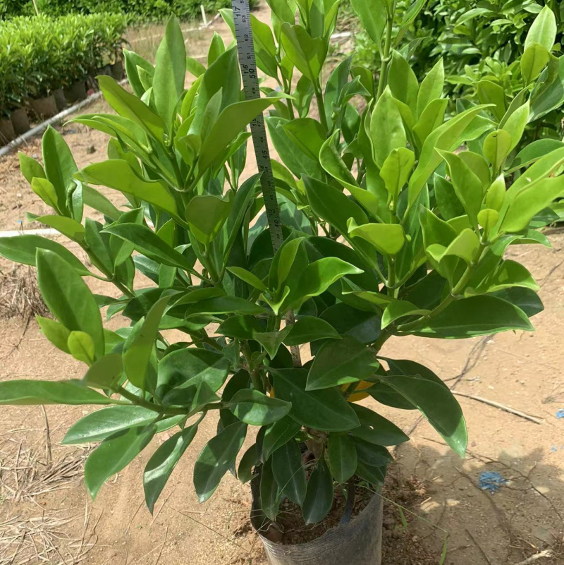 非洲茉莉