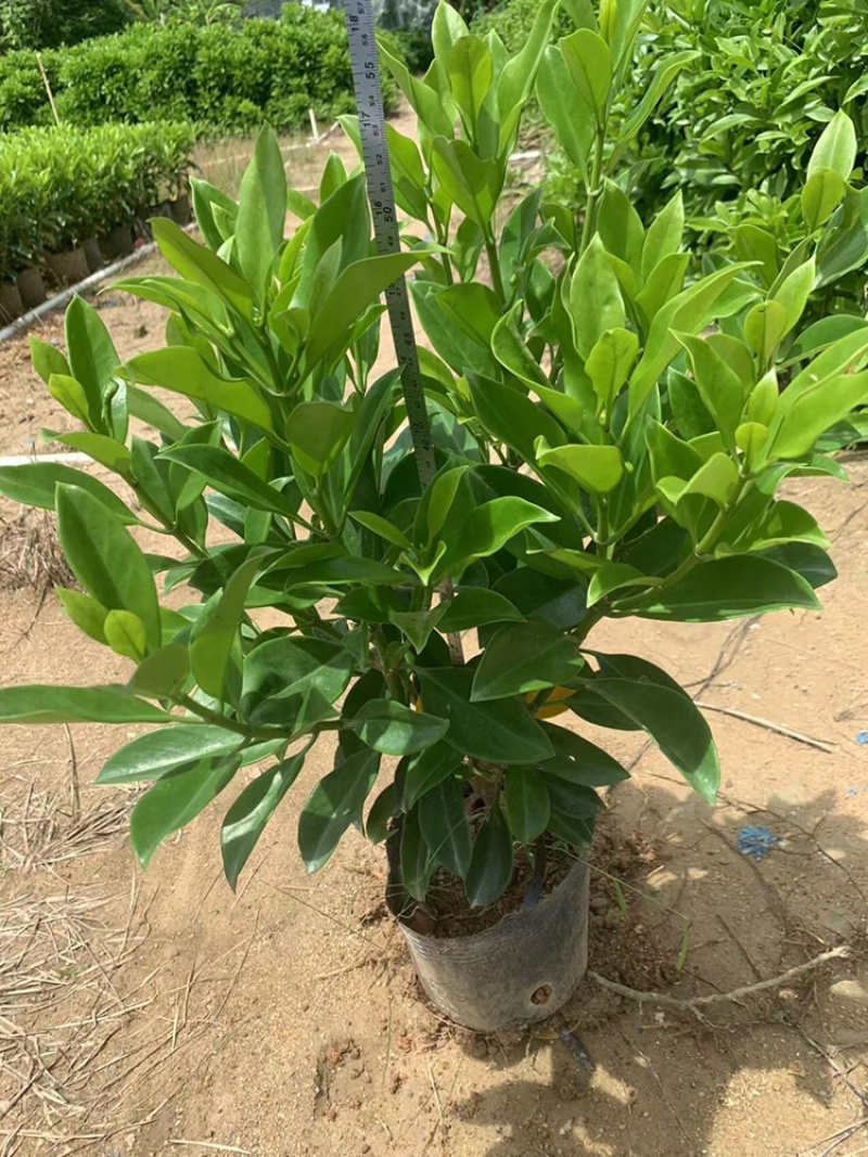 非洲茉莉