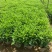 非洲茉莉