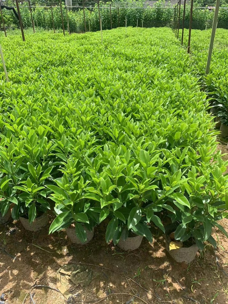 非洲茉莉