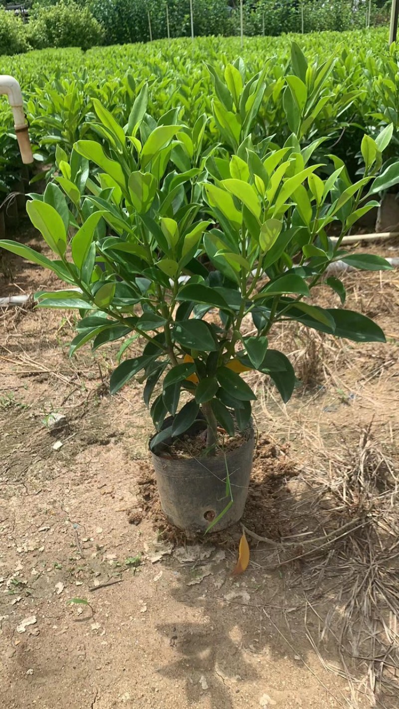 非洲茉莉