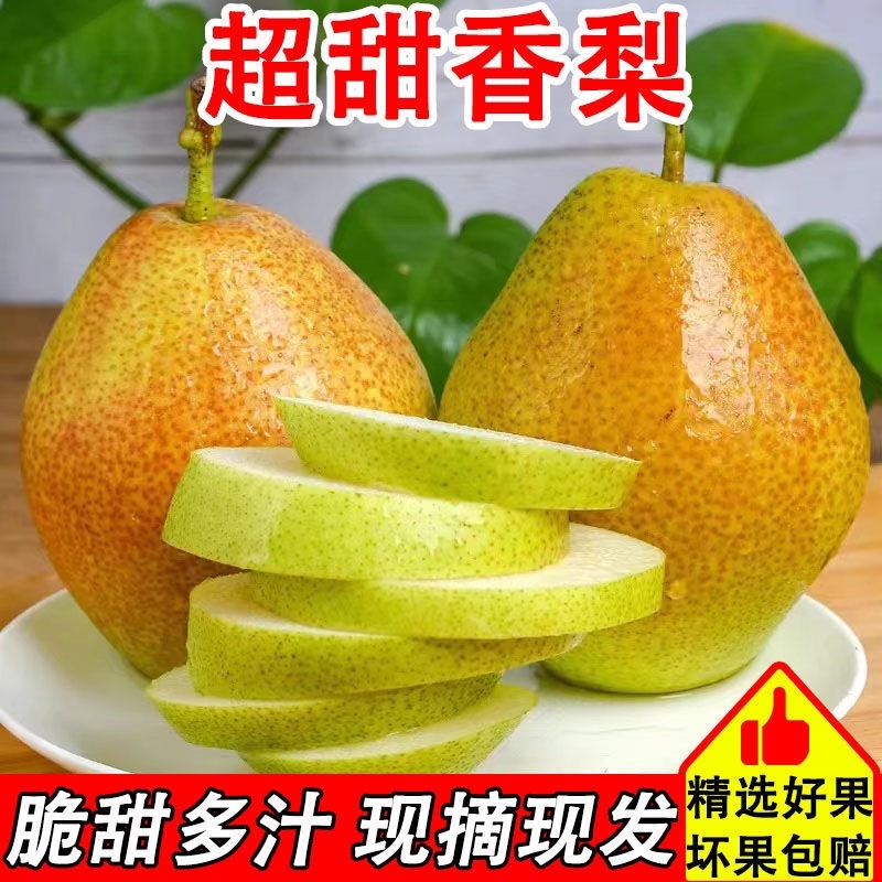 《推荐》陕西咸阳乾县砀山纸袋香梨，果面细腻，特甜，要的速度