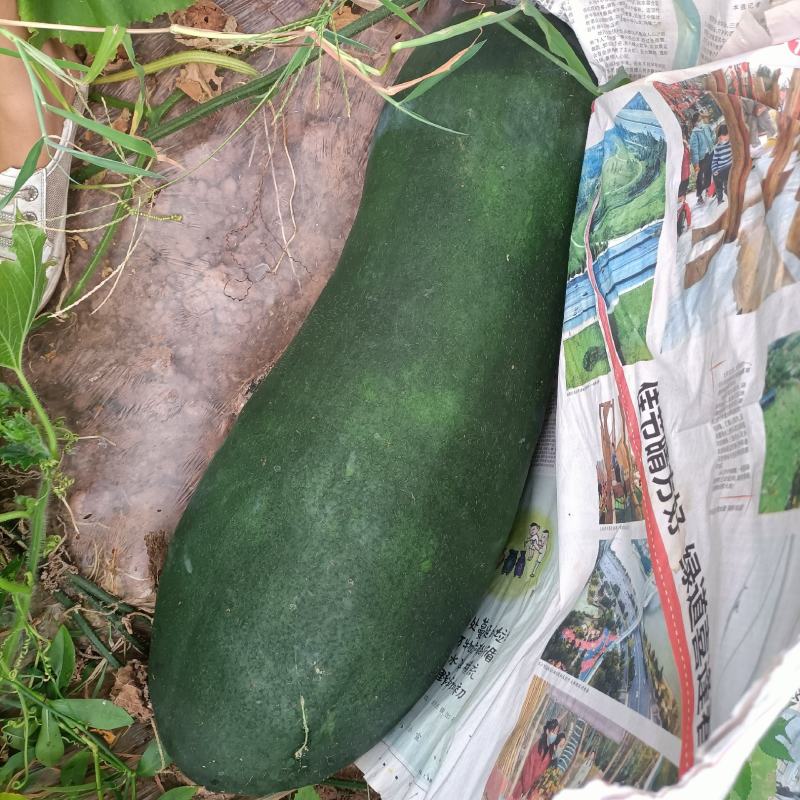 基地巴地黑皮冬瓜