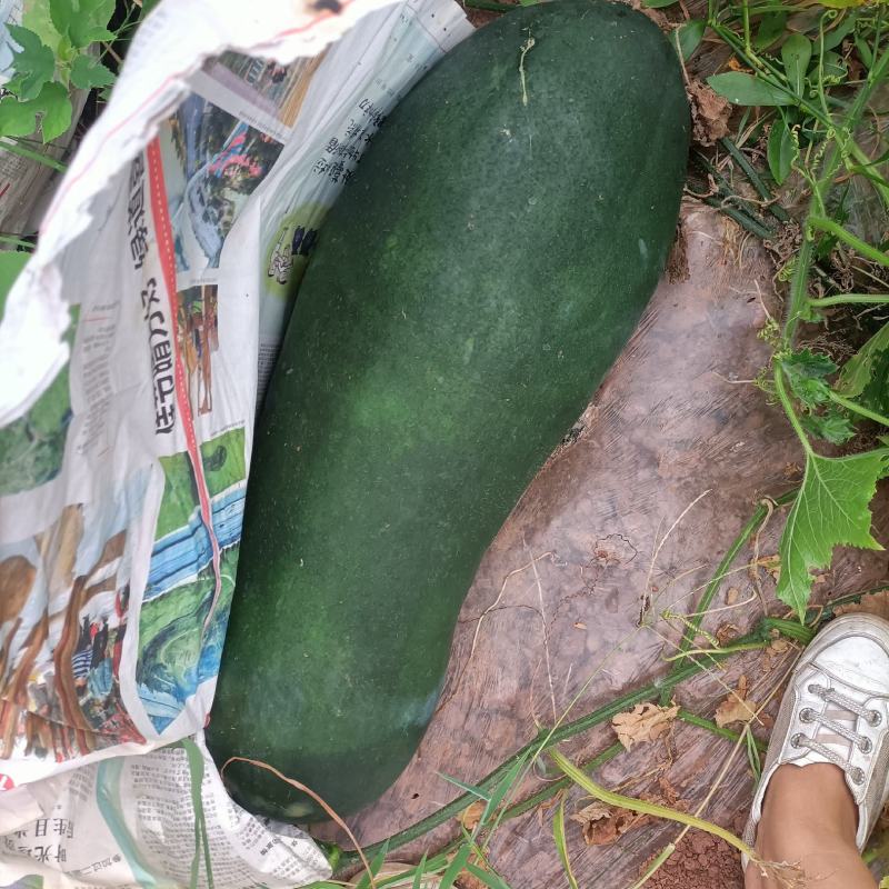基地巴地黑皮冬瓜