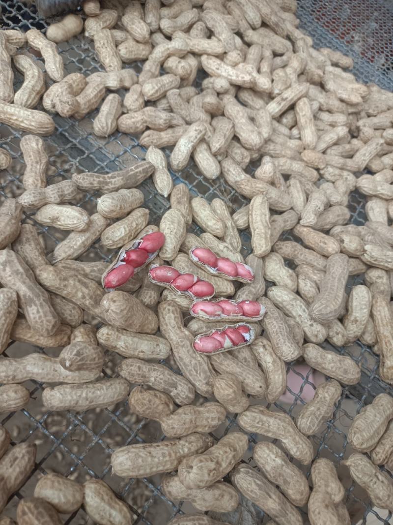 鲜花生大白沙(电商）超市纯手工摘果
