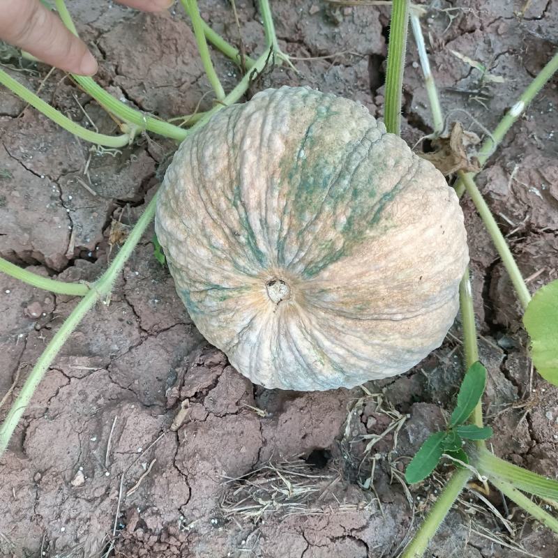 癞子南瓜板栗瓜，又粉又糯
