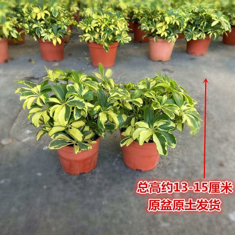 花叶青叶鸭掌木盆栽花苗小老桩鸭脚木室内外常绿盆栽美观