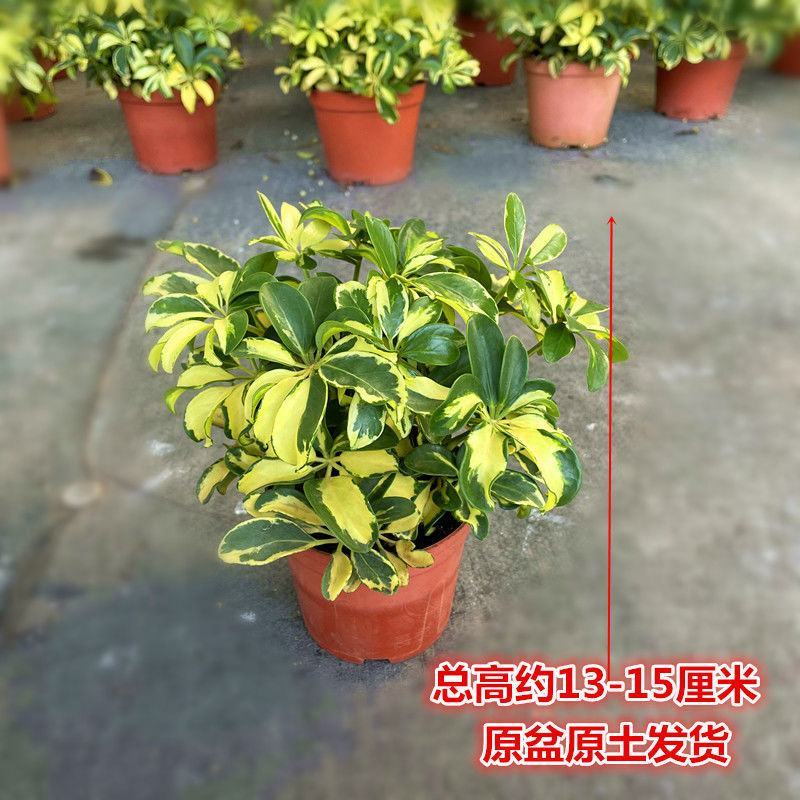 花叶青叶鸭掌木盆栽花苗小老桩鸭脚木室内外常绿盆栽美观