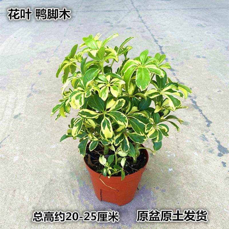 花叶青叶鸭掌木盆栽花苗小老桩鸭脚木室内外常绿盆栽美观