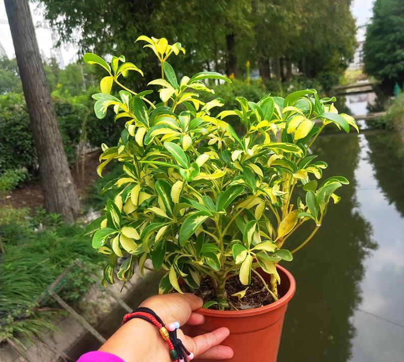 花叶青叶鸭掌木盆栽花苗小老桩鸭脚木室内外常绿盆栽美观