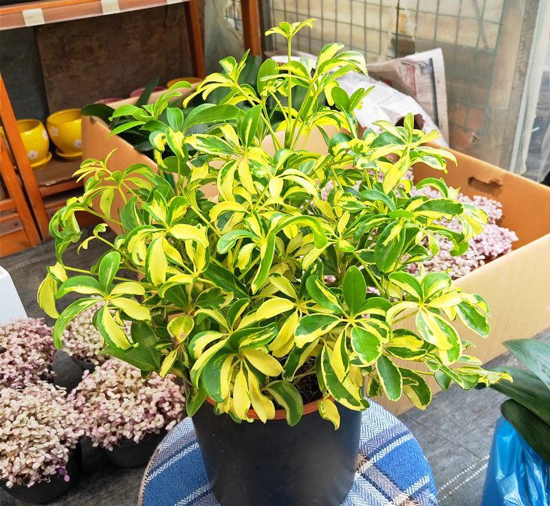 花叶青叶鸭掌木盆栽花苗小老桩鸭脚木室内外常绿盆栽美观