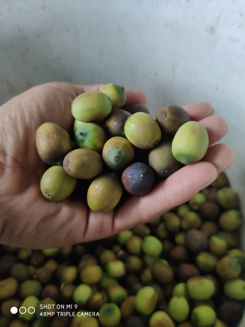 【精品】新鲜莲子青莲子新鲜草莲白莲子大量供应麻莲子