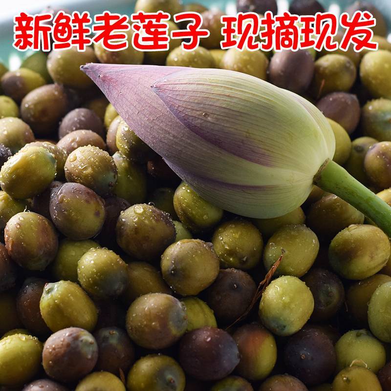 【精品】新鲜莲子青莲子新鲜草莲白莲子大量供应麻莲子