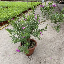 豆蔻花盆栽耐热植物花卉花苗盆景阳台多年生室外易成活