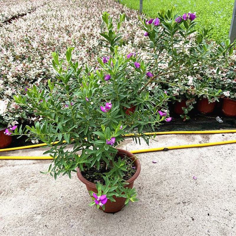 豆蔻花盆栽耐热植物花卉花苗盆景阳台多年生室外易成活