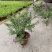豆蔻花盆栽耐热植物花卉花苗盆景阳台多年生室外易成活