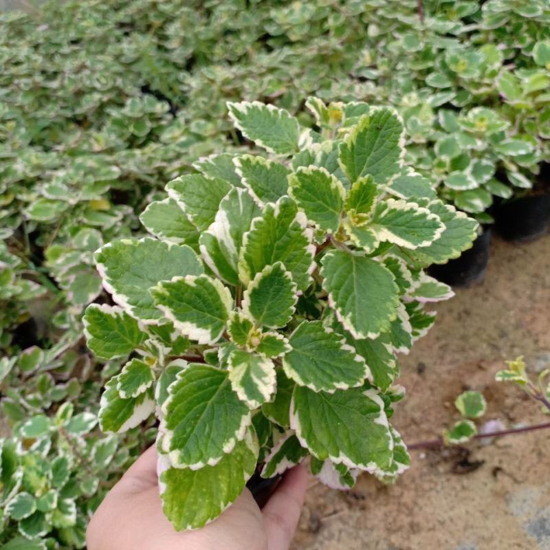 斑叶香妃草香草苗花卉盆栽苗香草可爱趣味盆栽苗