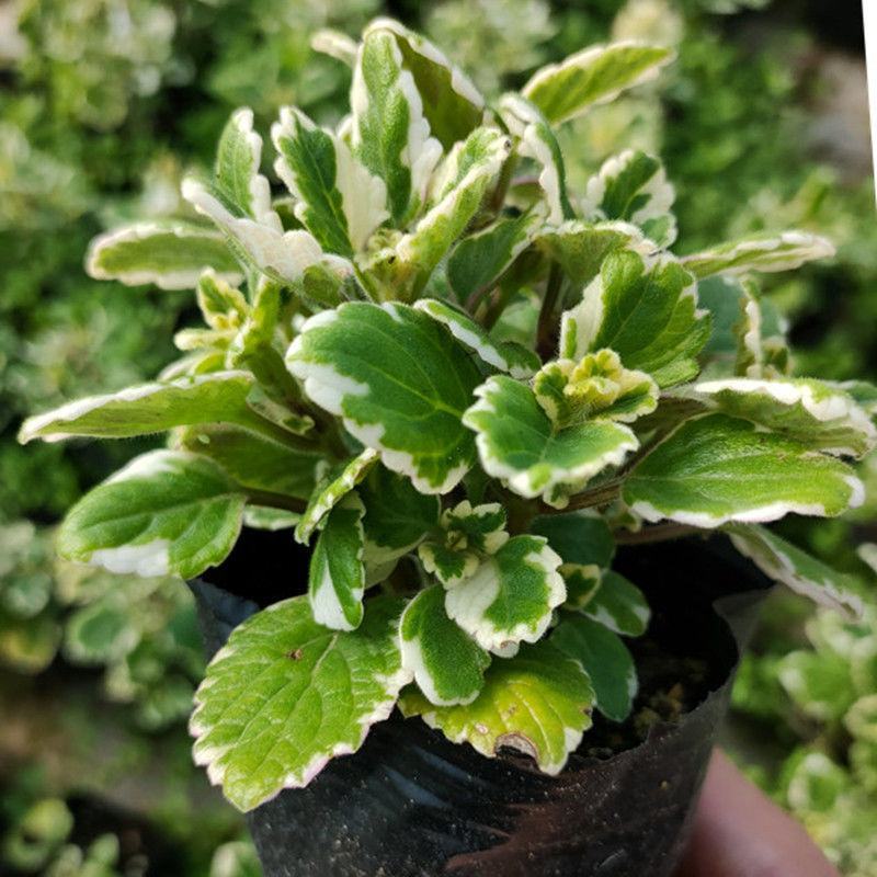 斑叶香妃草香草苗花卉盆栽苗香草可爱趣味盆栽苗