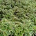斑叶香妃草香草苗花卉盆栽苗香草可爱趣味盆栽苗