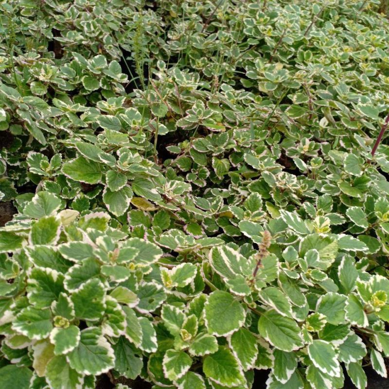 斑叶香妃草香草苗花卉盆栽苗香草可爱趣味盆栽苗
