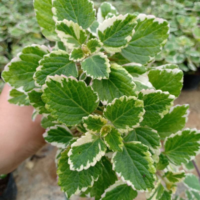 斑叶香妃草香草苗花卉盆栽苗香草可爱趣味盆栽苗
