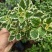 斑叶香妃草香草苗花卉盆栽苗香草可爱趣味盆栽苗