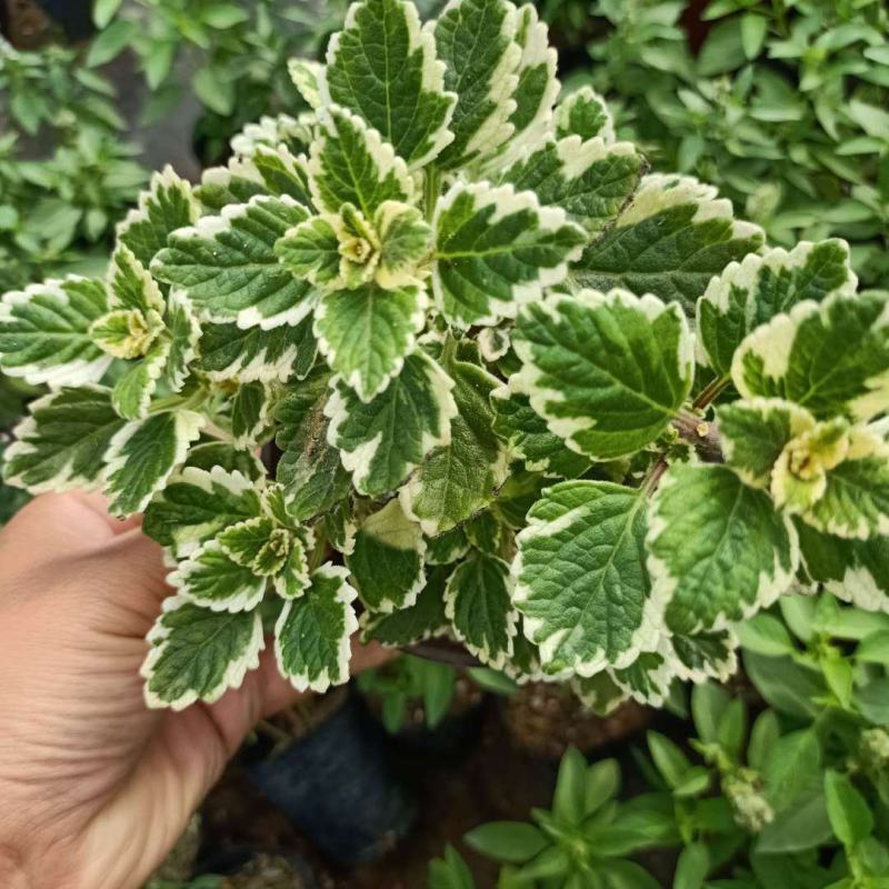 斑叶香妃草香草苗花卉盆栽苗香草可爱趣味盆栽苗