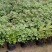 斑叶香妃草香草苗花卉盆栽苗香草可爱趣味盆栽苗