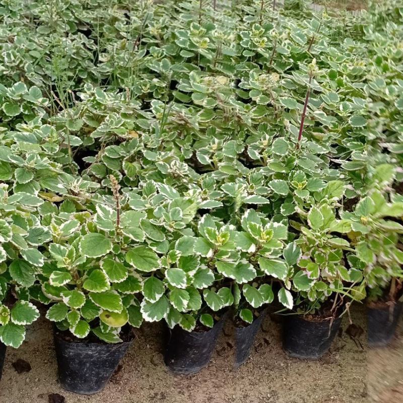 斑叶香妃草香草苗花卉盆栽苗香草可爱趣味盆栽苗