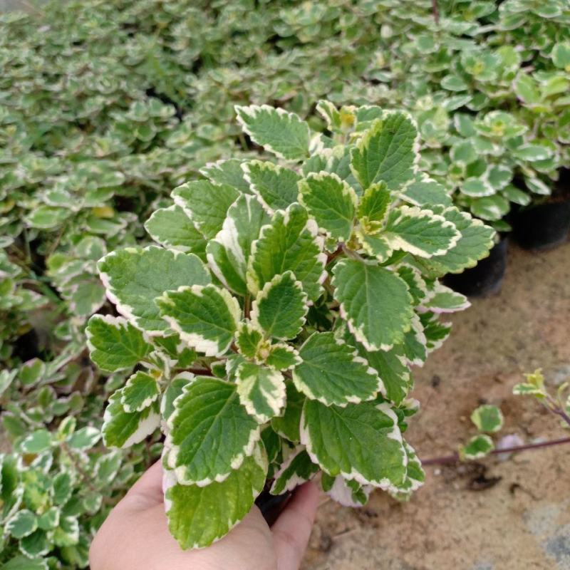 斑叶香妃草香草苗花卉盆栽苗香草可爱趣味盆栽苗