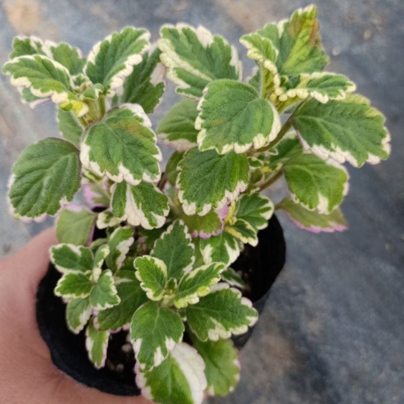 斑叶香妃草香草苗花卉盆栽苗香草可爱趣味盆栽苗
