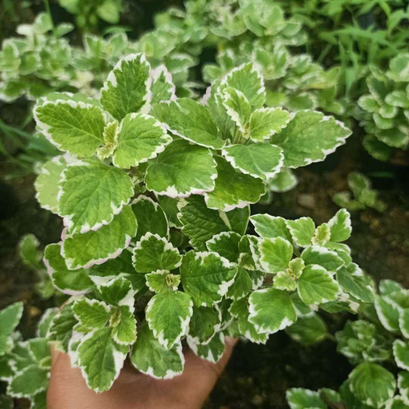 斑叶香妃草香草苗花卉盆栽苗香草可爱趣味盆栽苗