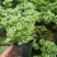 斑叶香妃草香草苗花卉盆栽苗香草可爱趣味盆栽苗