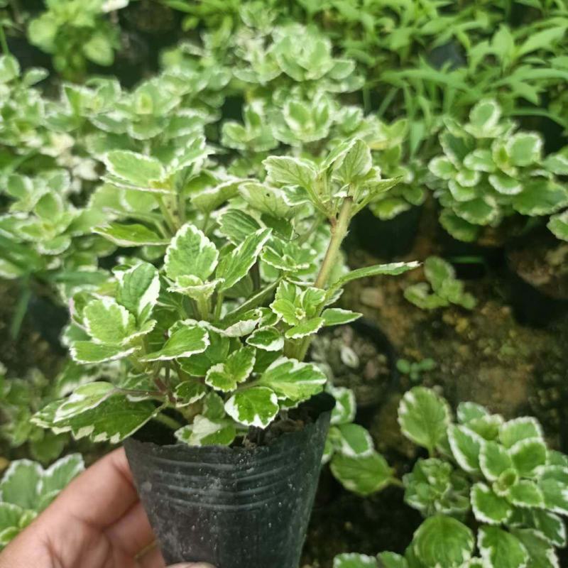 斑叶香妃草香草苗花卉盆栽苗香草可爱趣味盆栽苗