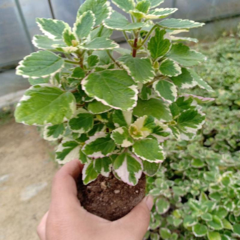 斑叶香妃草香草苗花卉盆栽苗香草可爱趣味盆栽苗