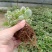斑叶香妃草香草苗花卉盆栽苗香草可爱趣味盆栽苗