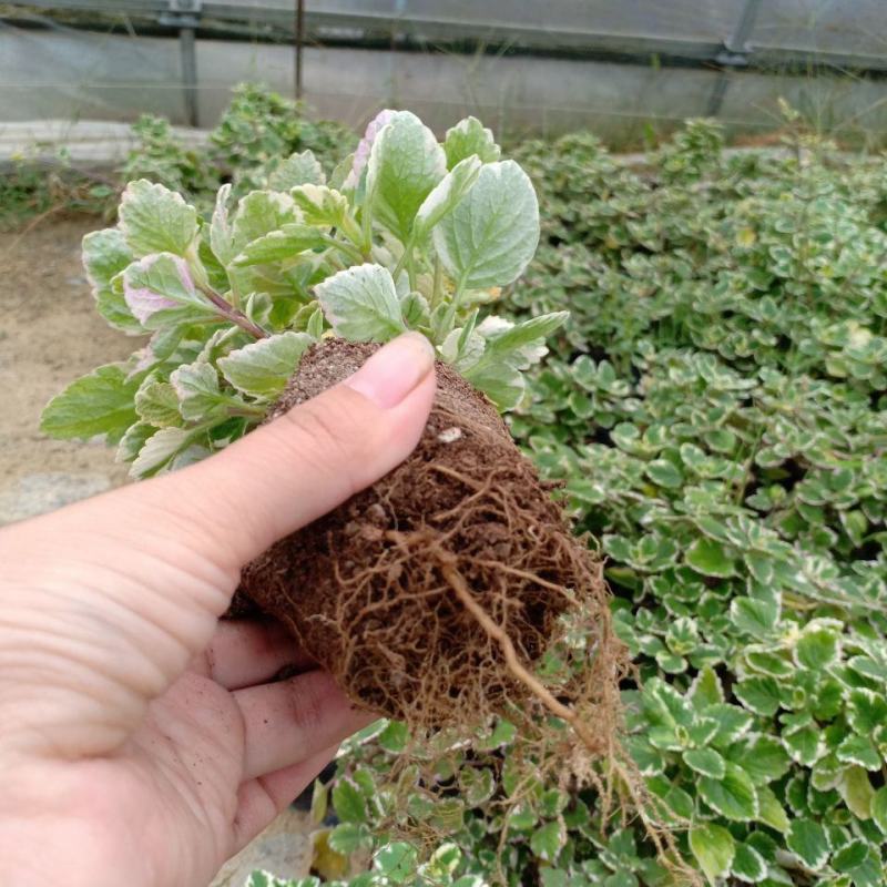 斑叶香妃草香草苗花卉盆栽苗香草可爱趣味盆栽苗