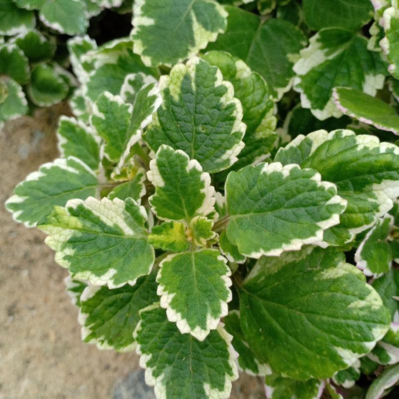 斑叶香妃草香草苗花卉盆栽苗香草可爱趣味盆栽苗