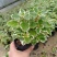 斑叶香妃草香草苗花卉盆栽苗香草可爱趣味盆栽苗