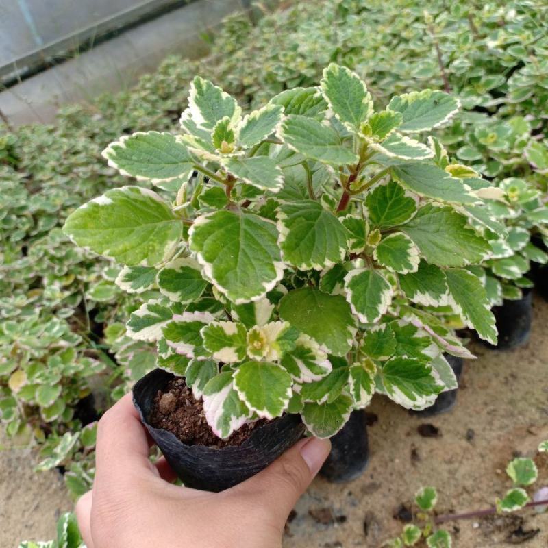 斑叶香妃草香草苗花卉盆栽苗香草可爱趣味盆栽苗