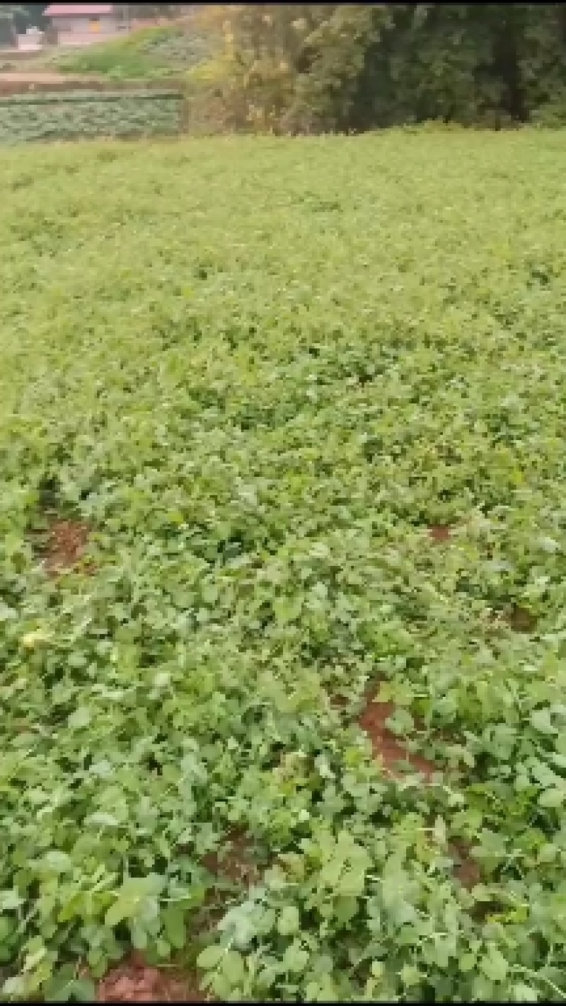 精品豌豆尖诚意预售，产地、量大的来！十月开始起量