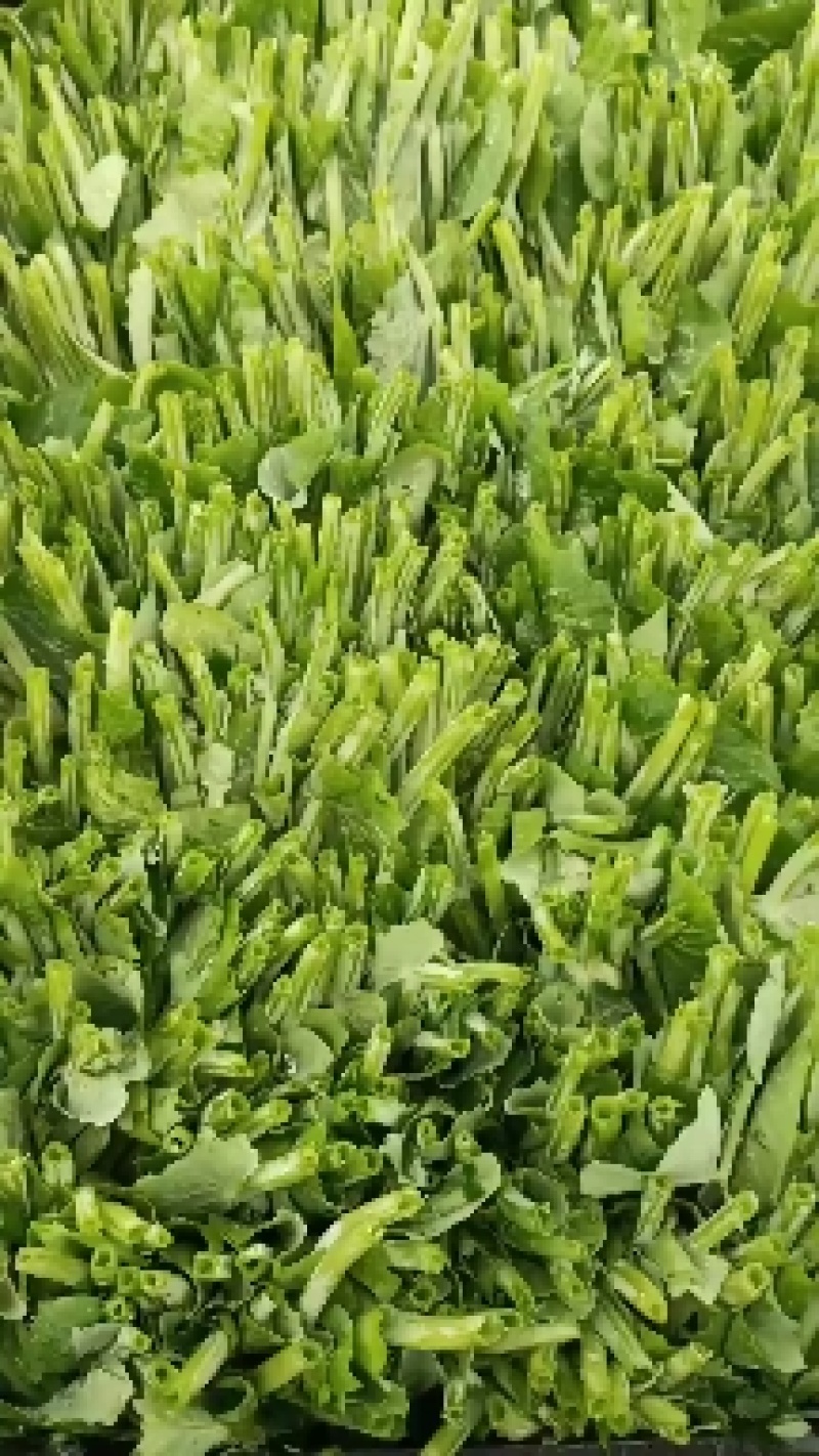 精品豌豆尖诚意预售，产地、量大的来！十月开始起量